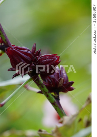 Rakushinhana 35696907