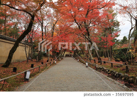 秋天的樹葉 35697095