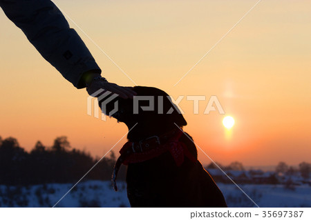 sihouette of a dog and man hand 35697387