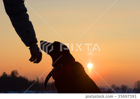 sihouette of a dog and man hand 35697391