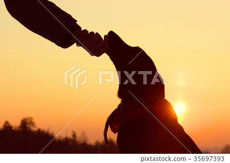 sihouette of a dog and man hand 35697393