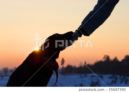 sihouette of a dog and man hand 35697395