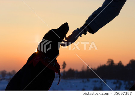 sihouette of a dog and man hand 35697397
