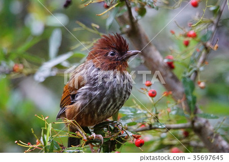 Winged thrush 35697645