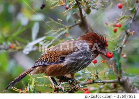 Winged thrush Winged thrush 35697651