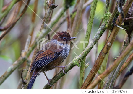 Winged thrush Winged thrush 35697653