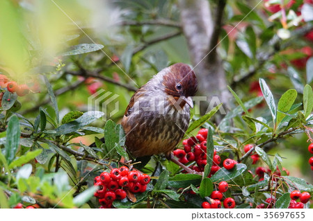 紋翼畫眉 35697655