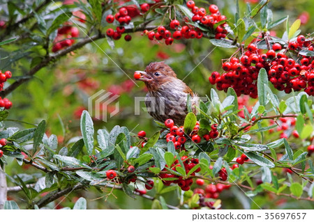 紋翼畫眉 35697657