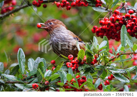 紋翼畫眉 35697661