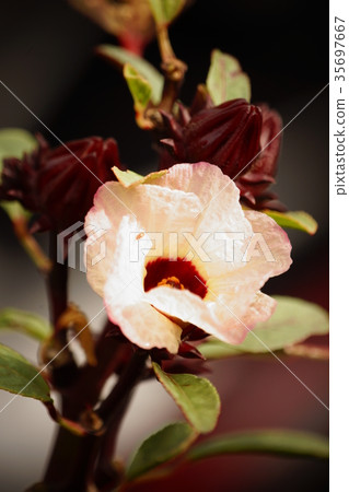 Rokuka Rokuka 35697667