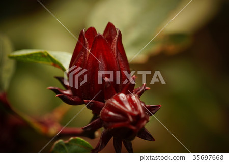 Rokuka Rokuka 35697668