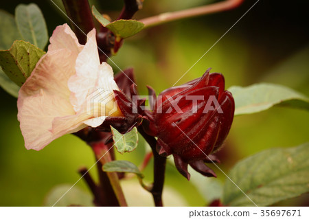 Rokuka Rokuka 35697671