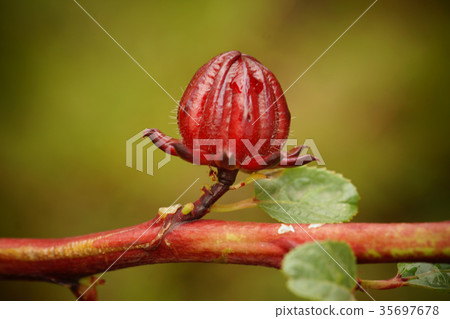 Rakushinhana 35697678