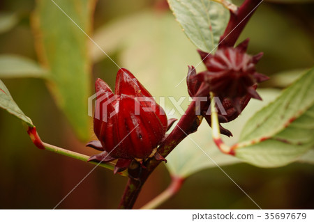 Rakushinhana 35697679