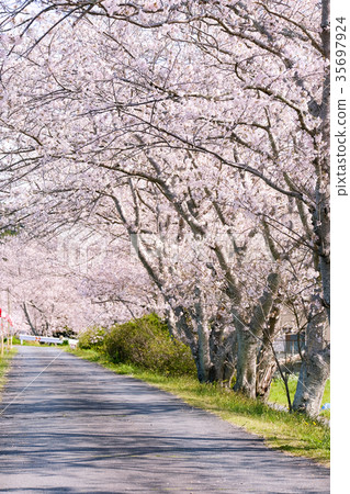 櫻花樹(大川澤櫻) 櫻花樹(大川澤櫻) 35697924