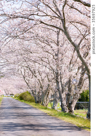 櫻花樹(大川澤櫻) 櫻花樹(大川澤櫻) 35697925