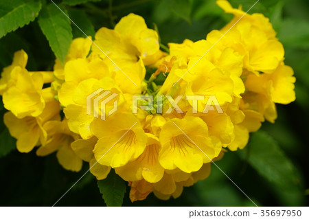 黃鐘花 35697950