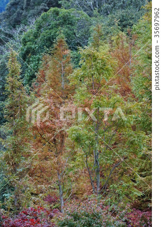 水杉 水杉 35697962