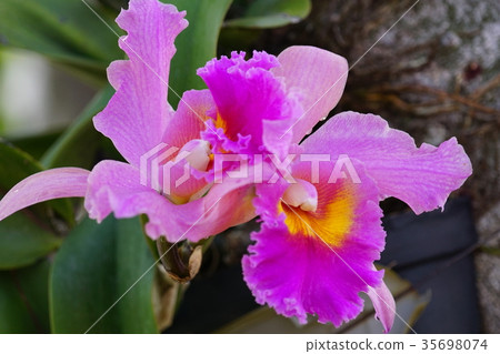蘭花 35698074