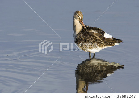 White-tailed eagle 35698248