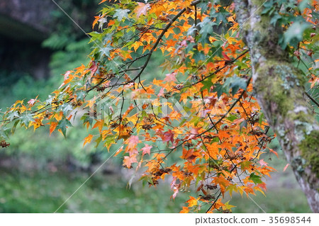 Maple leaf 35698544