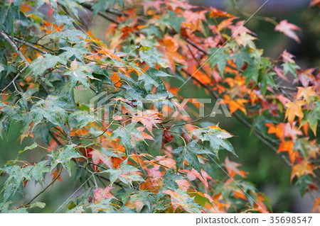 楓葉 楓葉 35698547