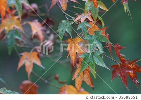 Maple leaf 35698551