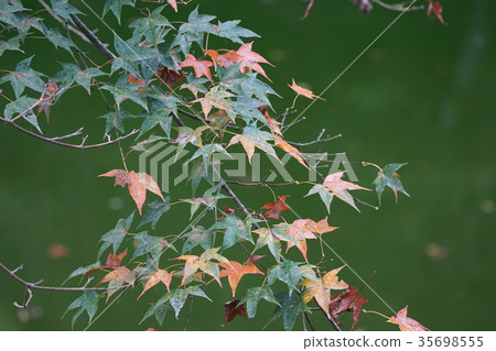 楓葉 楓葉 35698555