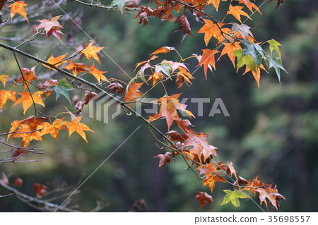 Maple leaf 35698557