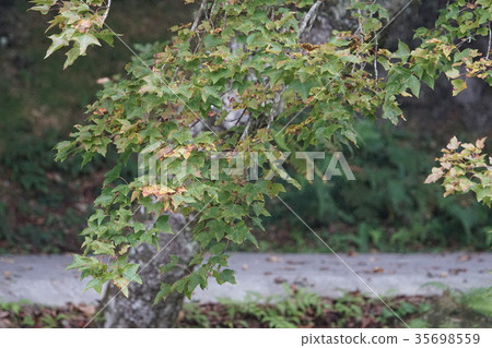 Maple leaf 35698559