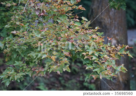 Maple leaf 35698560