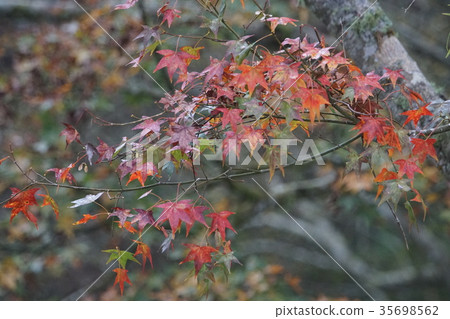 Maple leaf 35698562