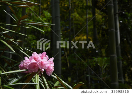 Shodenji Temple in Kyoto 35698816