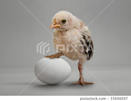 chick and egg chick and egg 35698897