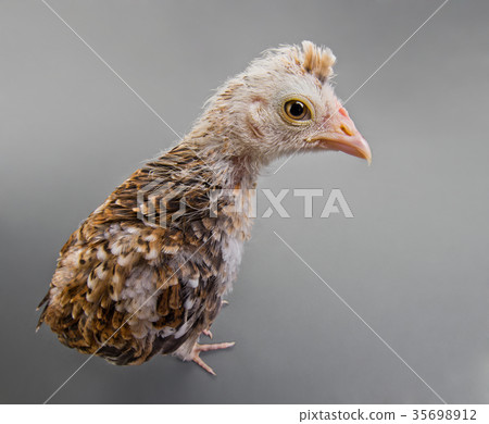 nestling nestling 35698912