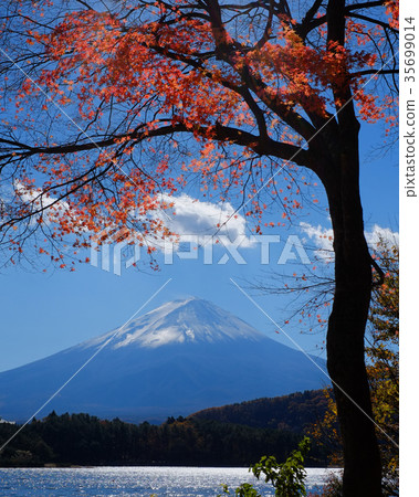 Fuji and autumn leaves 35699014