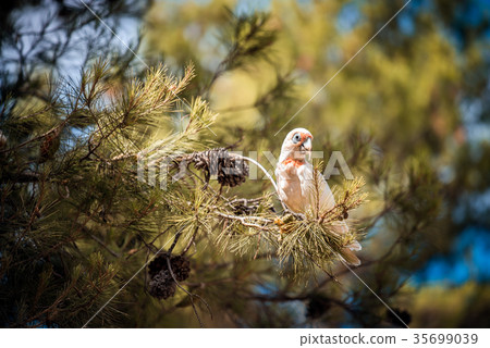Australian white cockatoo 35699039