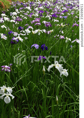 Heian Jingu Shrine Shrine iris Heian Jingu Shrine Shrine iris 35699651