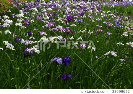 Heian Jingu Shrine Shrine iris Heian Jingu Shrine Shrine iris 35699652