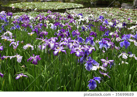 Heian Jingu Shrine Shrine iris 35699689