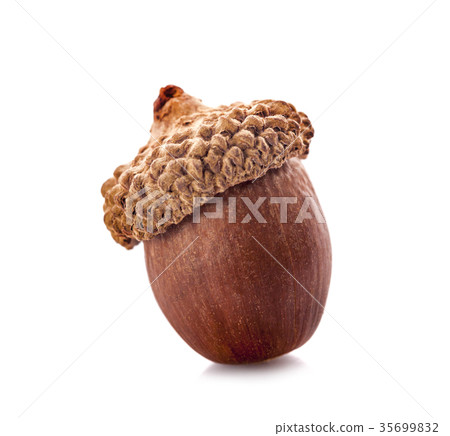 acorns on a white background ,close up 35699832