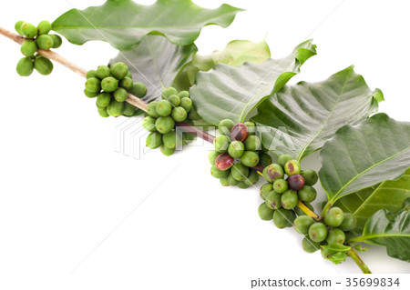 fresh coffee beans isolated on white background fresh coffee beans isolated on white background 35699834