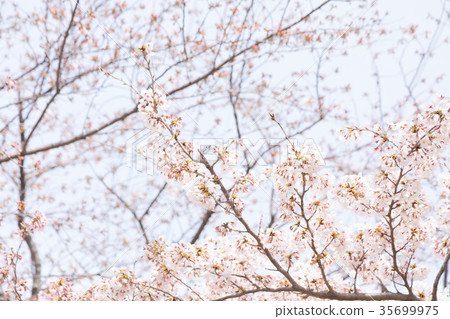 Somei Yoshino Someiyoshi cherry blossoms, cherry blossoms in full bloom Sakura Sakura Somei Yoshino Copy space Character space 35699975