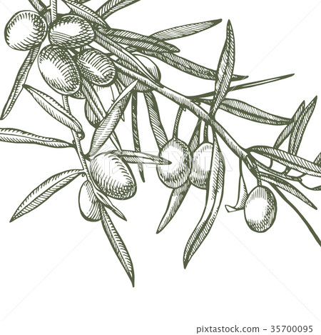 A branch of ripe olives is juicy poured with oil - Stock Illustration ...
