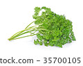 Parsley isolated on white background 35700105