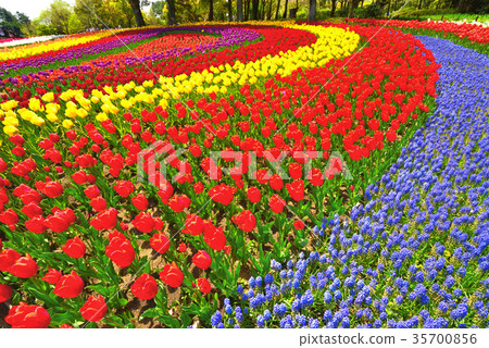 Tulips in full bloom Tulips in full bloom 35700856