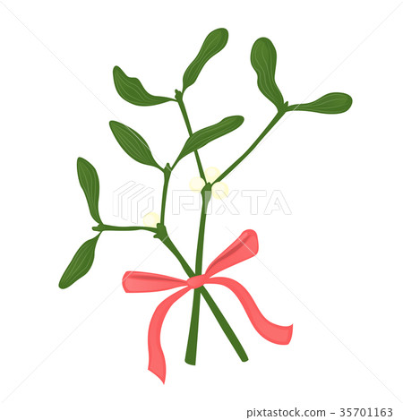 mistletoe branches mistletoe branches 35701163