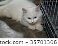 White Persian cat is looking at something 35701306