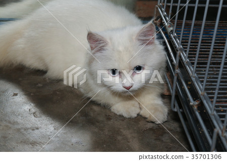 White Persian cat is looking at something 35701306