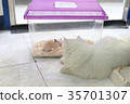 Syrian hamster in the transparent cage is talking 35701307